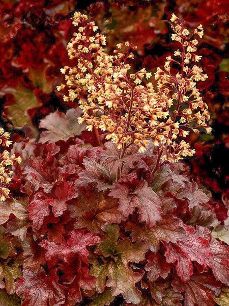 Heuchère 'Root Beer'