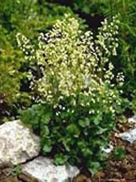 Heuchère 'Schneewittchen'