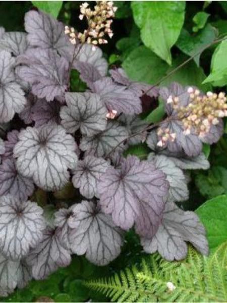 Heuchère 'Shangai'
