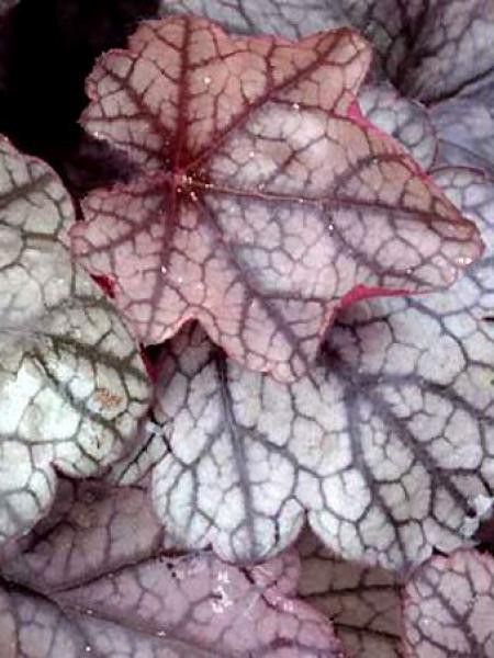 Heuchère 'Silver Scrolls'