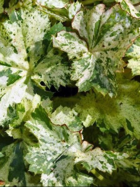 Heuchère 'Snow Angel'