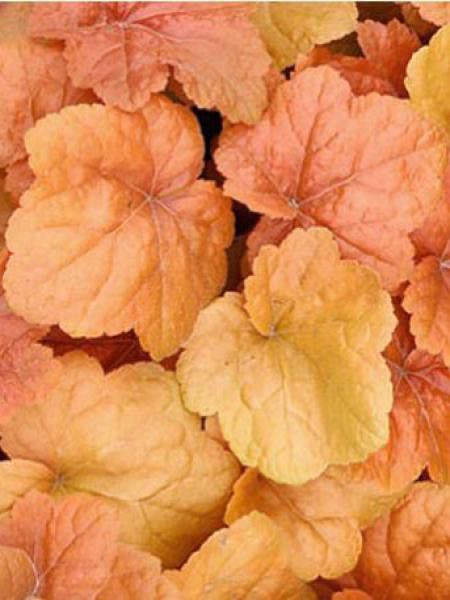 Heuchère 'Southern Comfort'