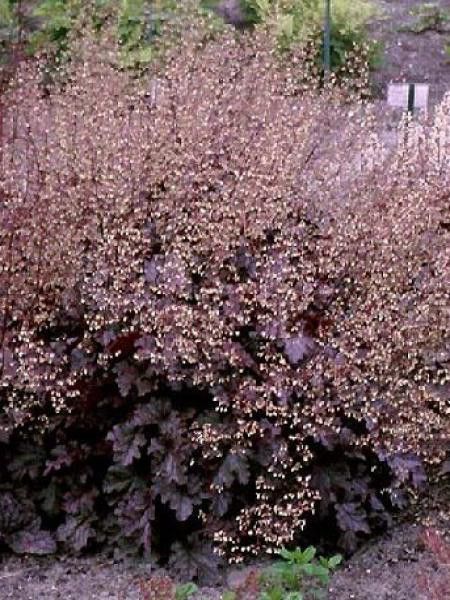 Heuchère 'Stormy Seas'