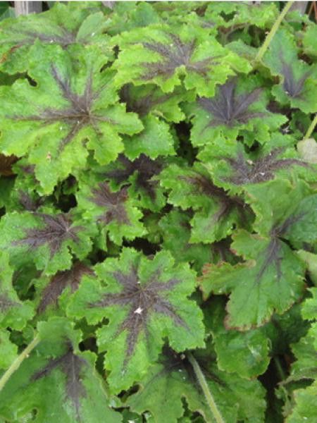 Heucherella 'Art Nouveau'