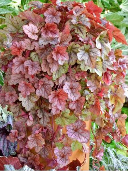 Heucherella 'Copper Cascade'