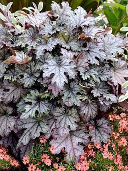 Heucherella 'Cracked Ice'