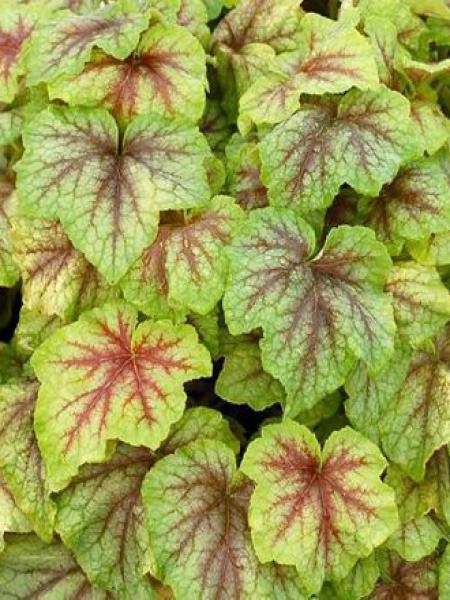 Heucherella 'Fire Frost'