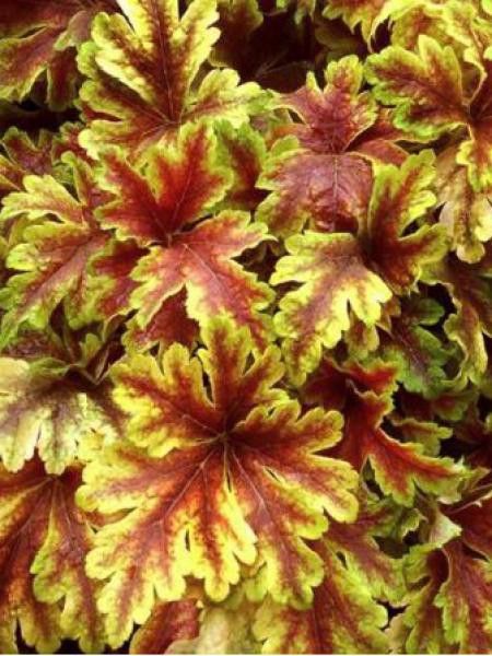 Heucherella 'Golden Zebra''