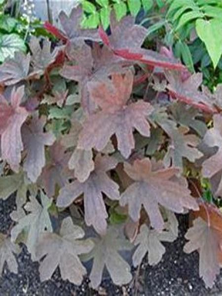 Heucherella 'Great Smokies'