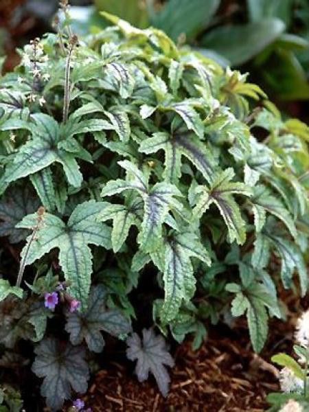 Heucherella 'Kimono'