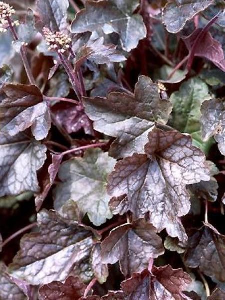 Heucherella 'Quicksilver'