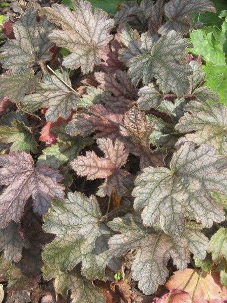 Heucherella 'Silver Streak'