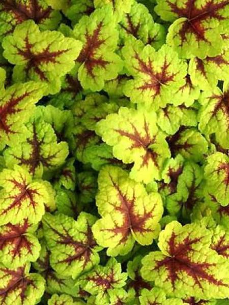 Heucherella 'Stoplight'