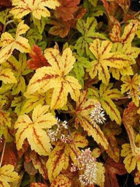 Heucherella 'Sunrise Falls'