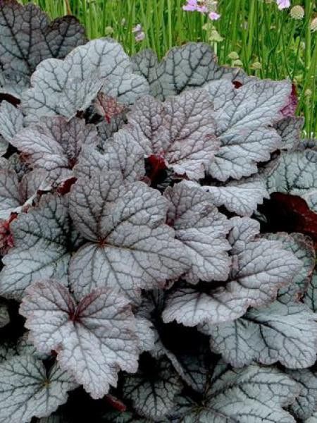 Heucherella 'Twilight'