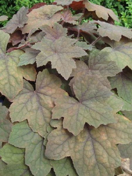 Heucherella -x  'Art Deco'