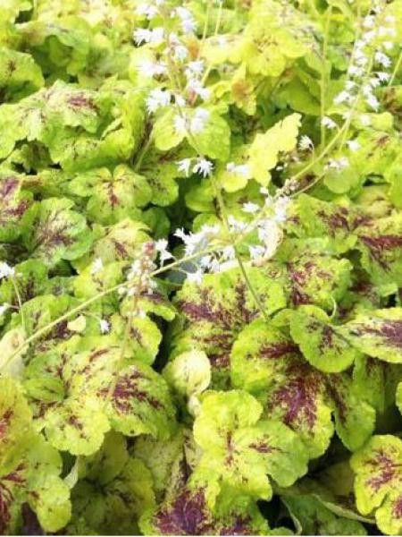 Heucherella 'Yellostone Falls'