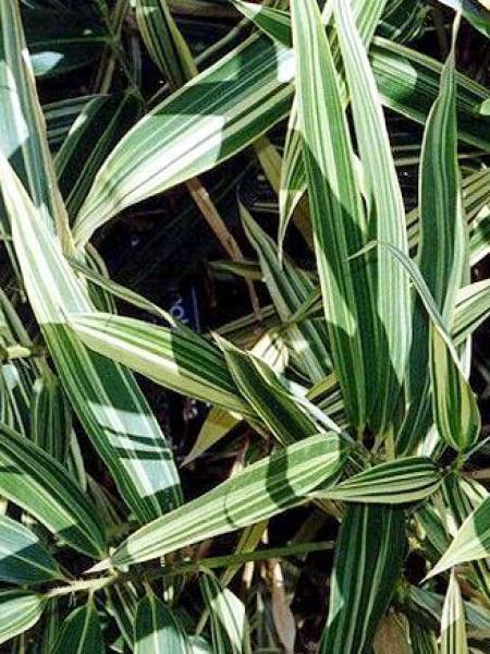 Hibanobambusa tranquillans 'Shiroshima'