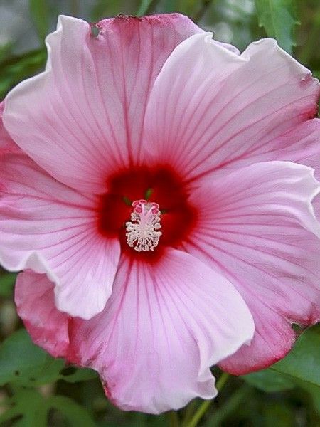 Hibiscus des marais 'Sweet Caroline'