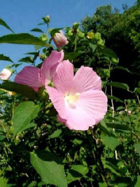 Hibiscus des marais