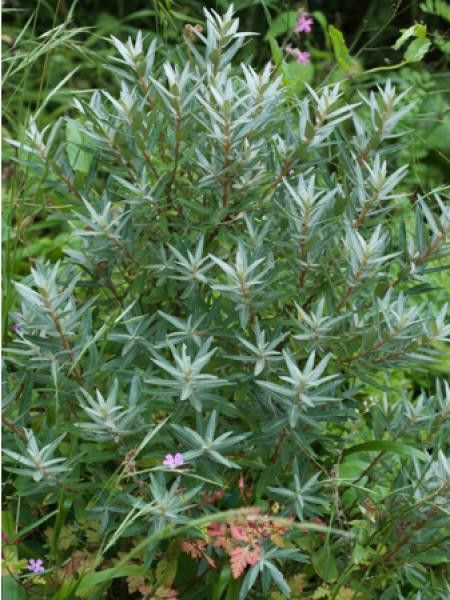 Argousier femelle 'Leikora'