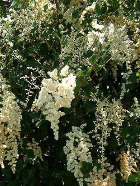 Holodiscus discolor 'Ariifolius'