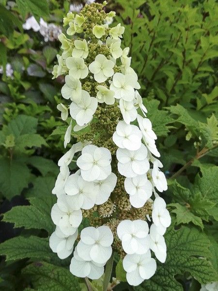 Hortensia à feuilles de chêne 'Applause'