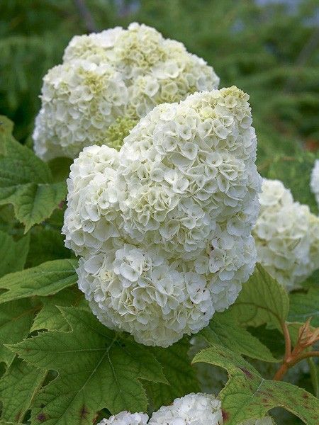 Hortensia à feuilles de chêne 'Gatsby Moon '