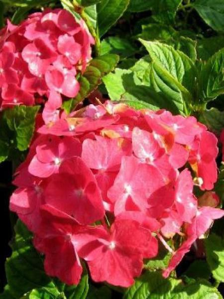 Hortensia 'Alpenglühen'