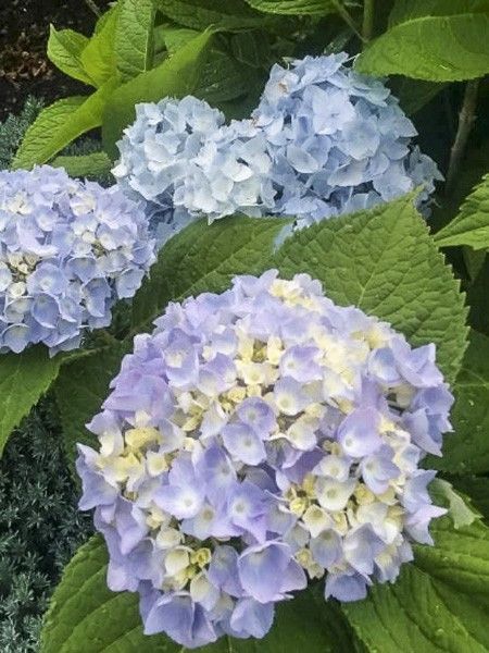 Hortensia 'Ankong'
