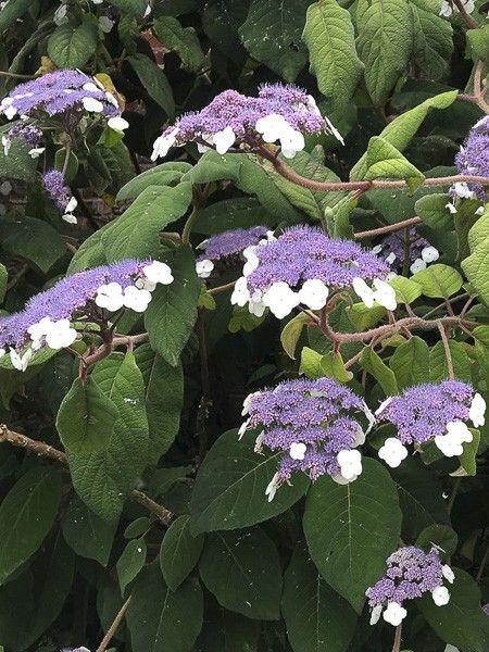 Hortensia aspera 'Bellevue'