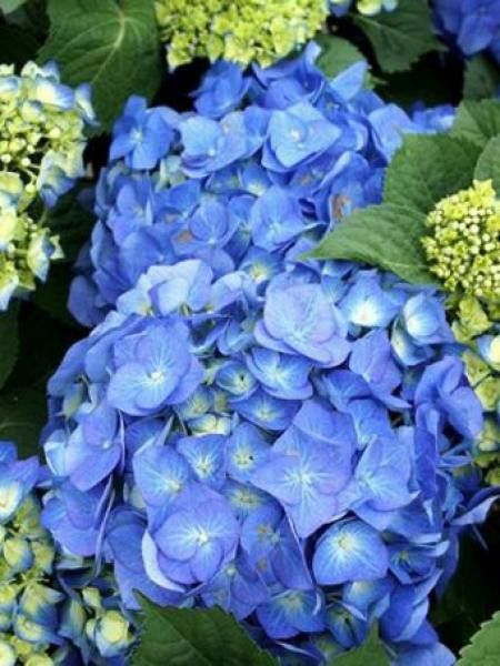 Hortensia 'Bela'