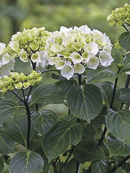 Hortensia 'Black Steel Zebra'