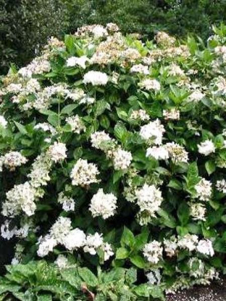 Hortensia -blanc-