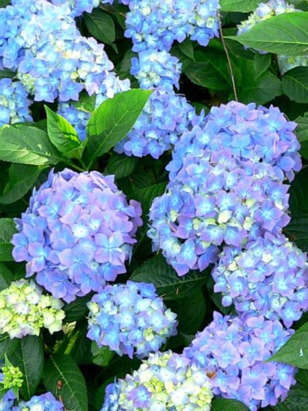 Hortensia 'Blauer Prinz'