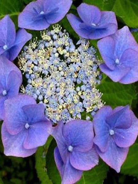 Hortensia 'Blaumeise'