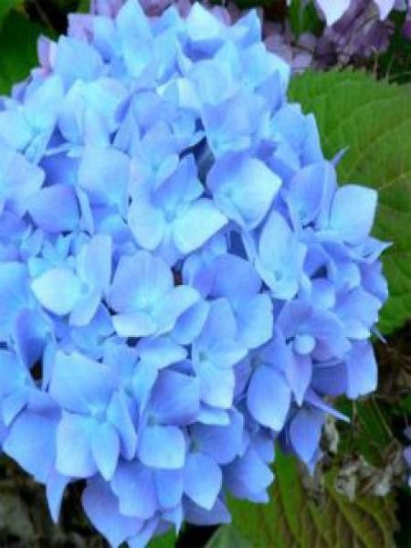 Hortensia '-bleu-'