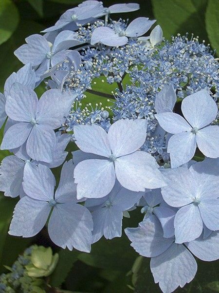 Hortensia 'Blue Deckle'