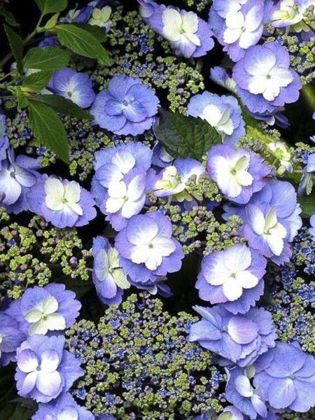 Hortensia 'Blueberry Cheesecake'