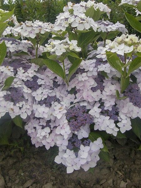 Hortensia 'Cloudi'
