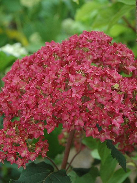 Hortensia de Virginie 'Bella Anna'®