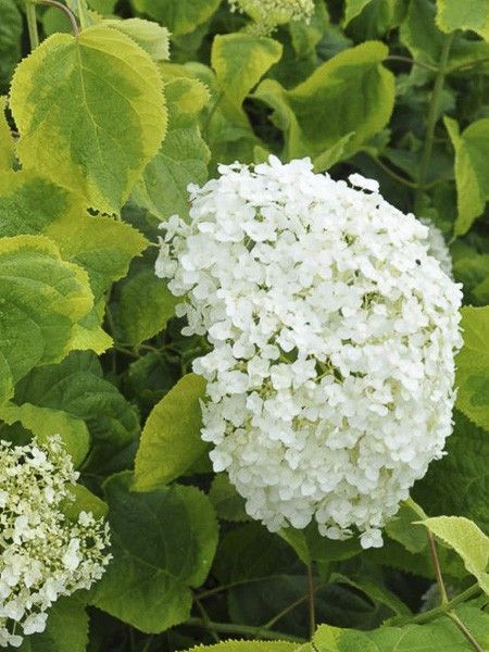 Hortensia de Virginie 'Golden Annabelle'