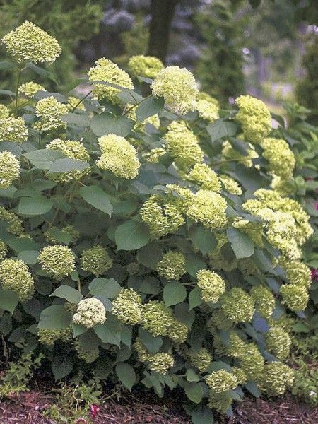 Hortensia de Virginie 'Lime Rickey '