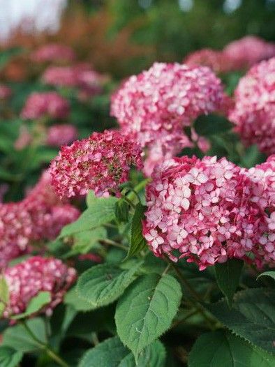 Hortensia de Virginie 'Ruby Annabelle'®