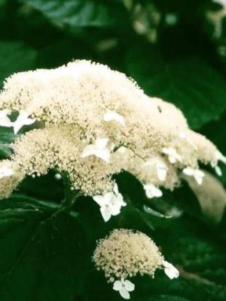 Hortensia de Virginie 'White Dome'