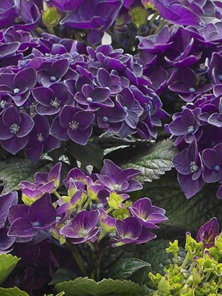 Hortensia 'Deep Purple Dance'