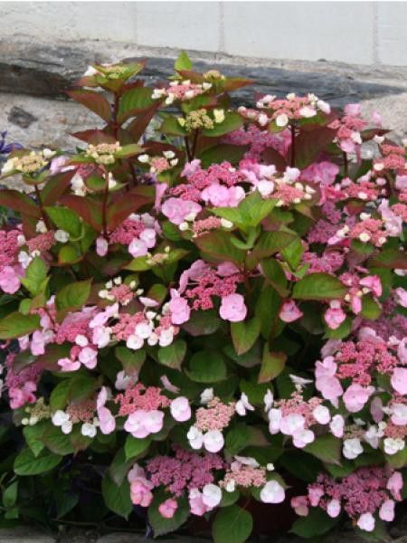 Hortensia 'Dolce® Gispy'