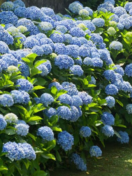 Hortensia 'Endless Summer'® Bailmer