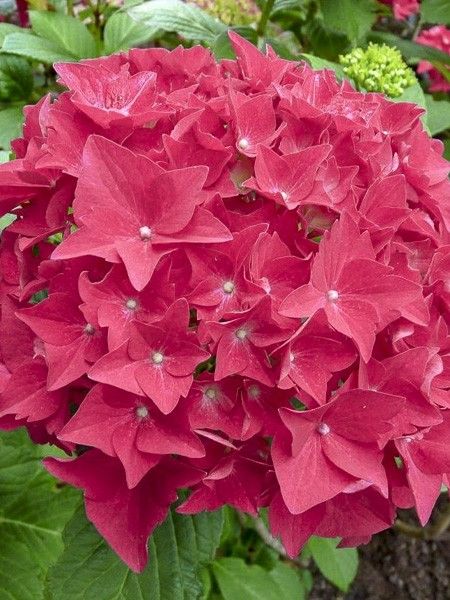 Hortensia 'Eughen Hahn'