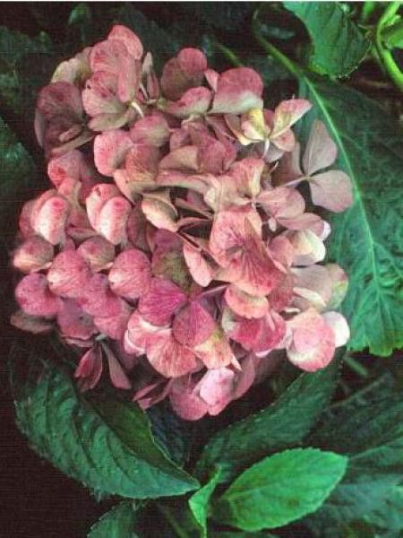 Hortensia 'Freudenstein'